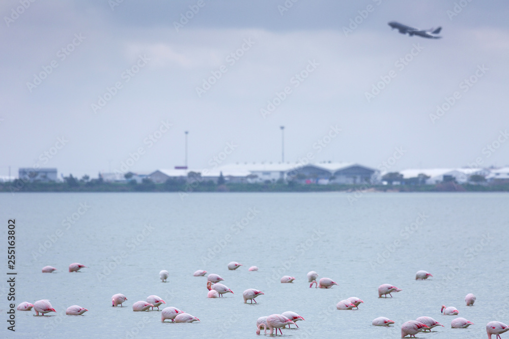 Flock of birds pink flamingo on the background of a flying airplane. The salt lake in the city of Larnaca, Cyprus.