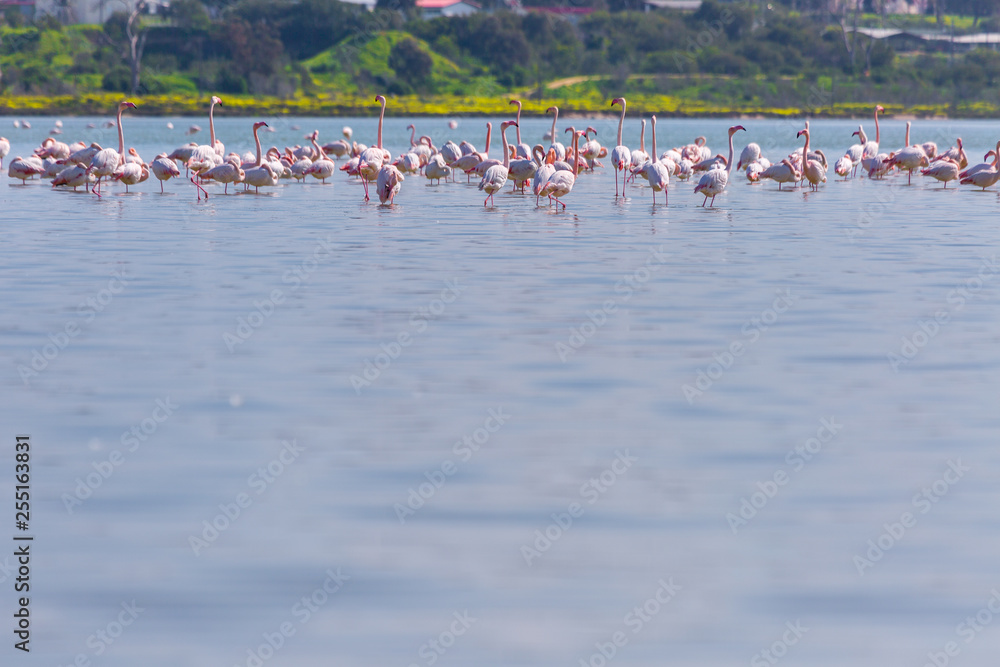 Naklejka premium flock of birds pink flamingo on the salt lake in the city of Larnaca, Cyprus