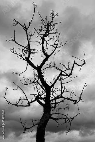 Картината върху платно gloomy silhouette of old dead sinister ominous tree with gnarled branches agains