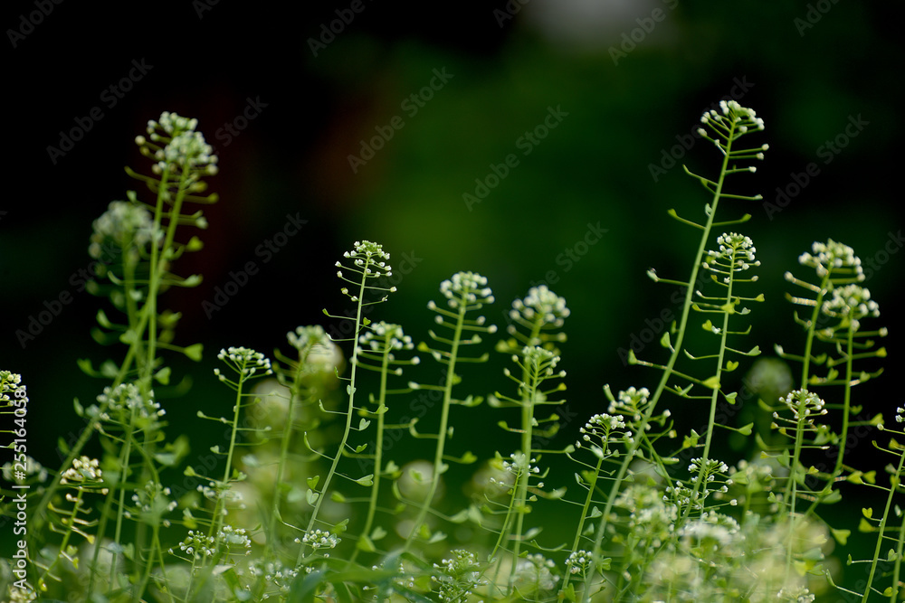 Art photo with selective soft focus. Grass on the dawn meadow Shepherd's Plant Bag Art photo with selective soft focus. Grass on the dawn meadow Shepherd's Plant Bag