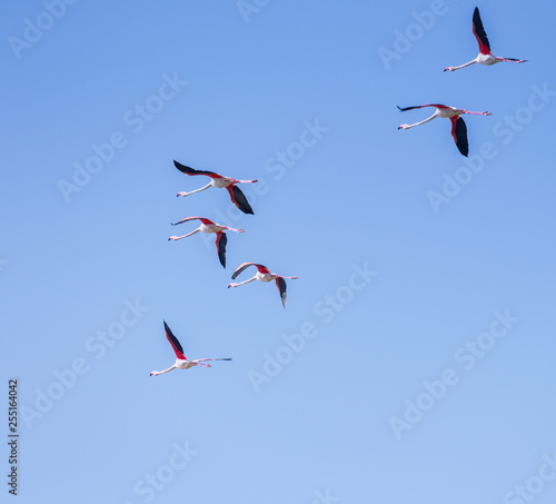 Flock of birds pink flamingo flying against a background of pure blue sky.