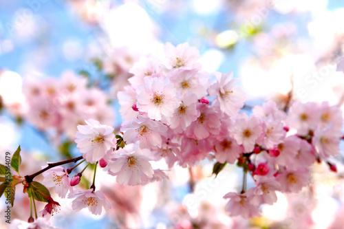 Cherry blossoms on a tree