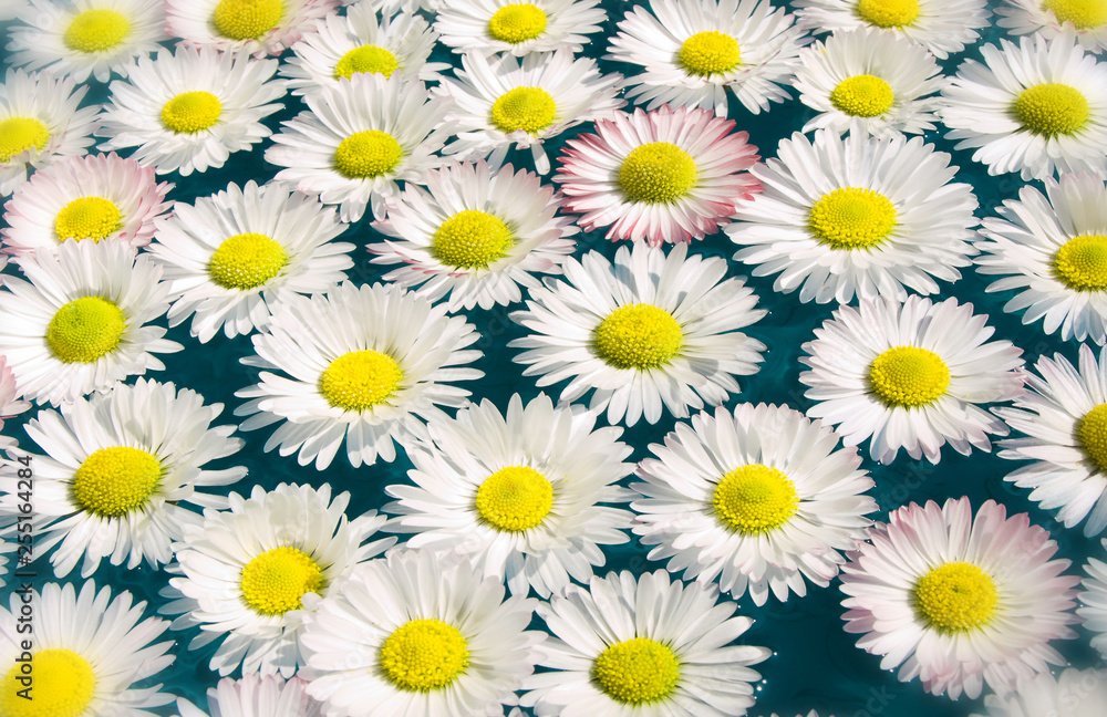 daises close up daises close up