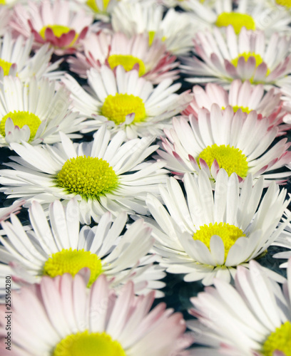 daises close up