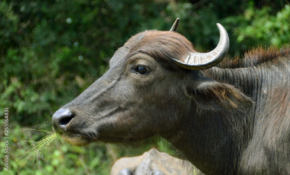 Buffalo Buffalo