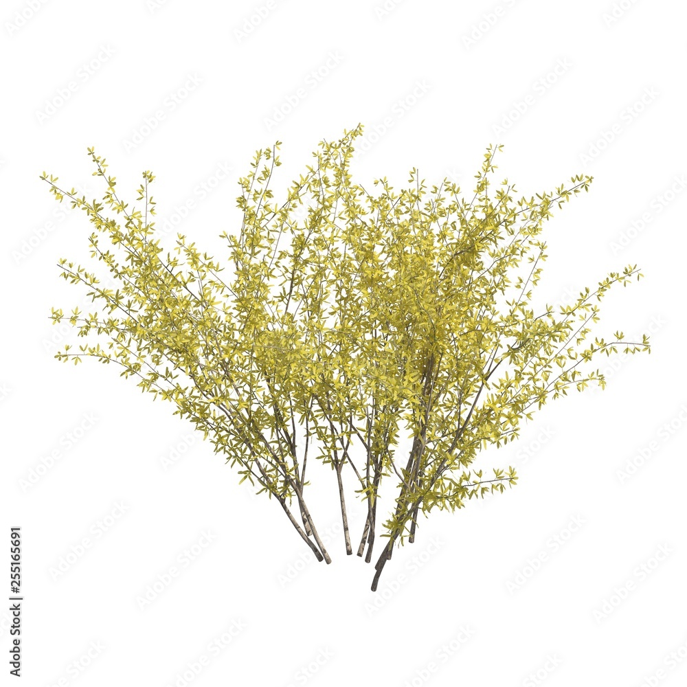 Fototapeta premium Bush 3d illustration isolated on the white background