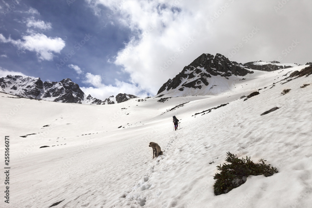 Dog and hiker in snowy mountains
