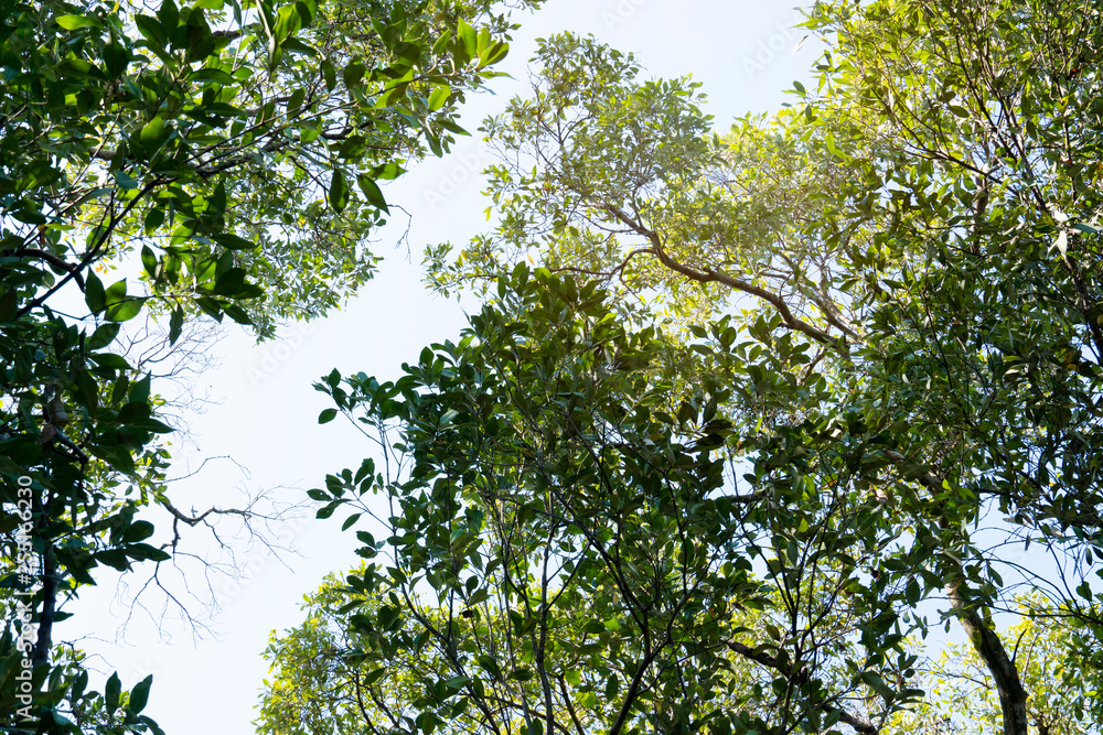Fototapeta premium Looking from the bottom to the top of the tree to sky. Mangrove forest.