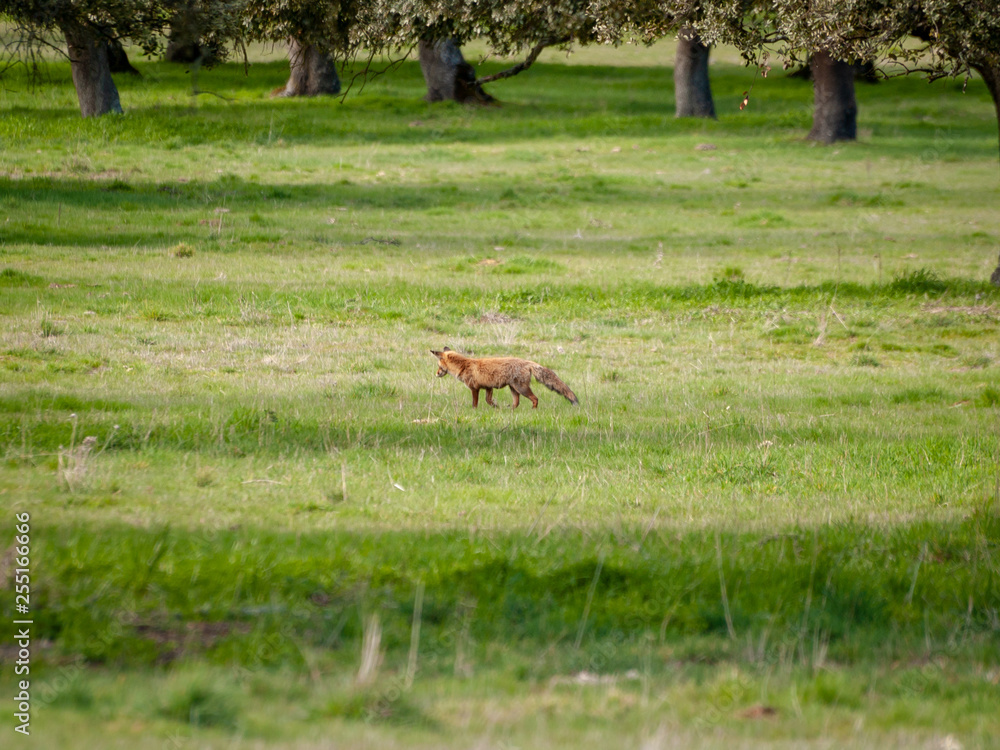 A fox (Vulpes vulpes) on freedom hunting in the forest A fox (Vulpes vulpes) on freedom hunting in the forest