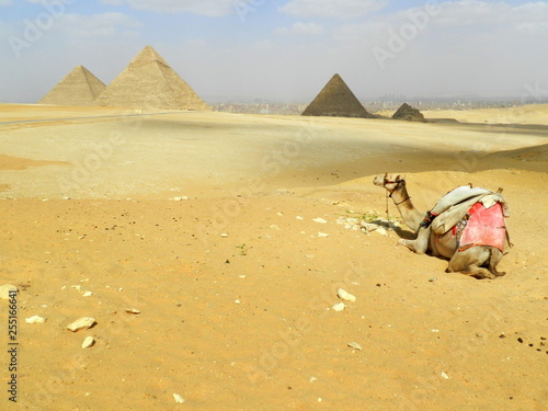 wielbłąd i piramidy w Gizie, Egipt