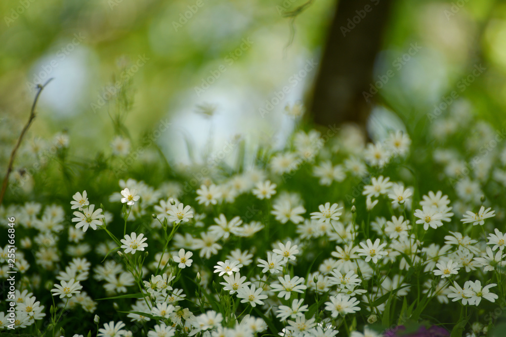 Delicate white flowers in a forest glade in the spring. Delicate white flowers in a forest glade in the spring.