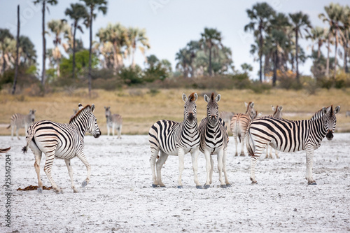 Zebras migration -  Makgadikgadi Pans National Park - Botswana