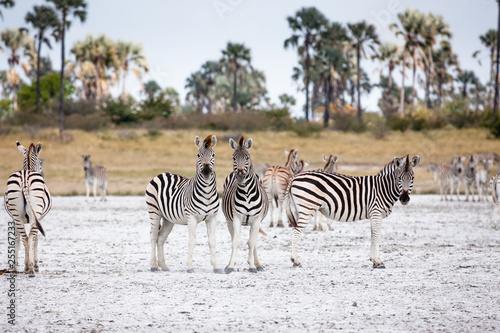 Zebras migration -  Makgadikgadi Pans National Park - Botswana