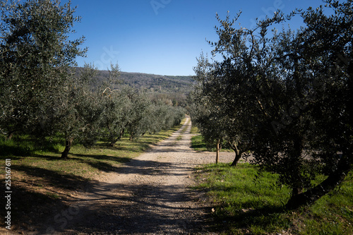 strada sterrata in un uliveto toscano photo