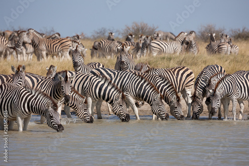 Zebras migration - Makgadikgadi Pans National Park - Botswana