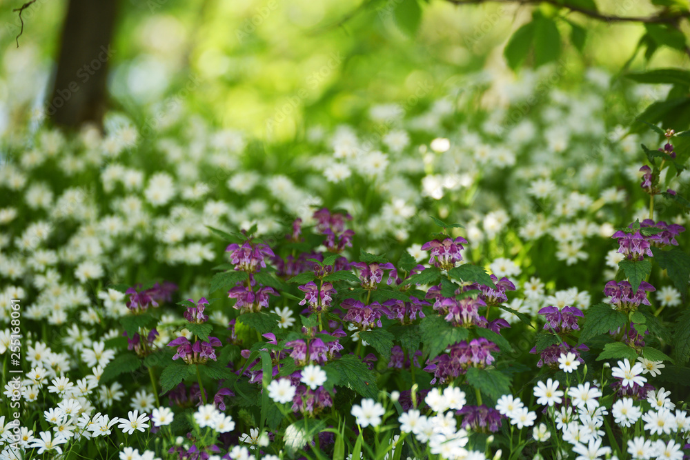 Delicate white  and lilac flowers in a forest glade in the spring.