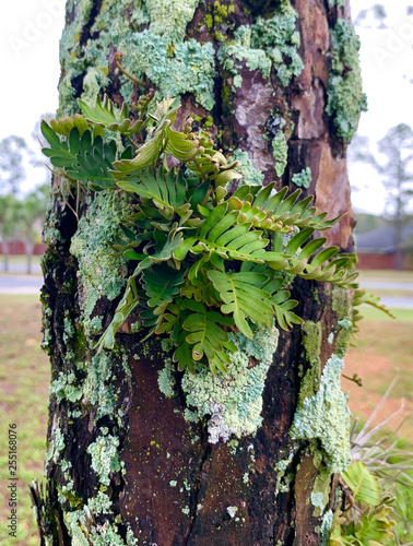 Fern on tree