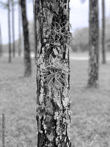 Black and white tree in forest