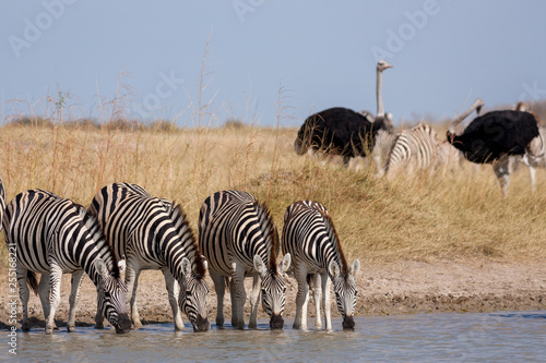 Zebras migration -  Makgadikgadi Pans National Park - Botswana photo