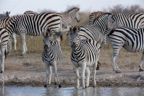 Zebras migration -  Makgadikgadi Pans National Park - Botswana