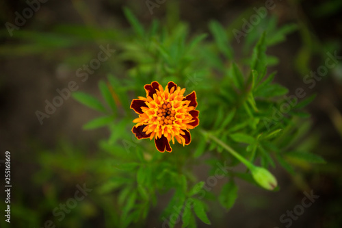 Abstract vintage picture style of yellow marigold flowers