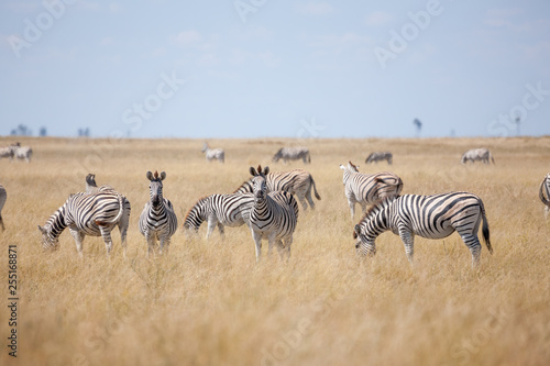 Zebras migration -  Makgadikgadi Pans National Park - Botswana