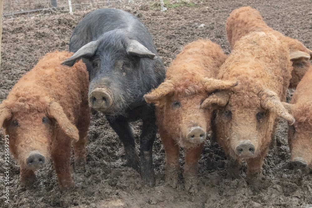 Fototapeta premium wollschweine