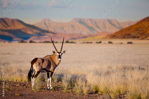 Oryx antelope and orange dunes in Sossusvlei - Namib - Namibia photo