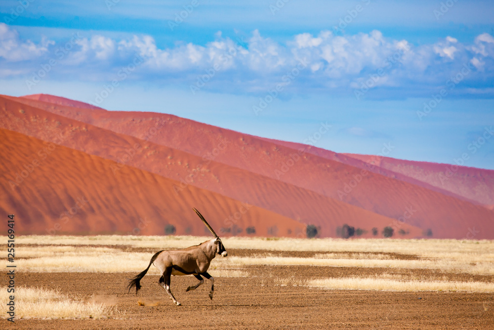 Oryx antelope and orange dunes in Sossusvlei - Namib - Namibia