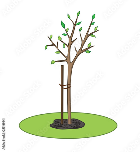 young tree with green leaves planted - spring season