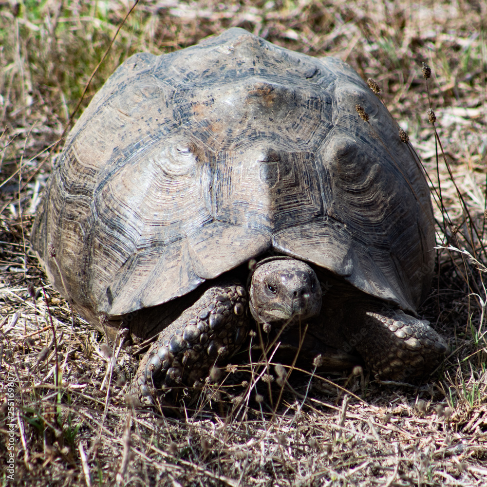 giant turtle or tortoise in the african bush