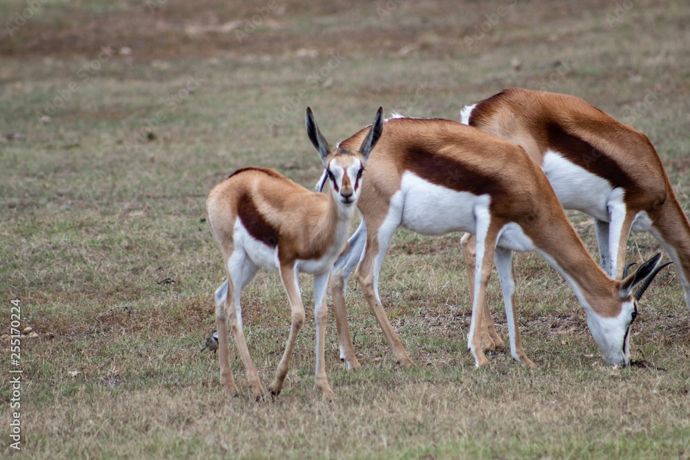 Young springbock foals roaming in the african bush Young springbock foals roaming in the african bush