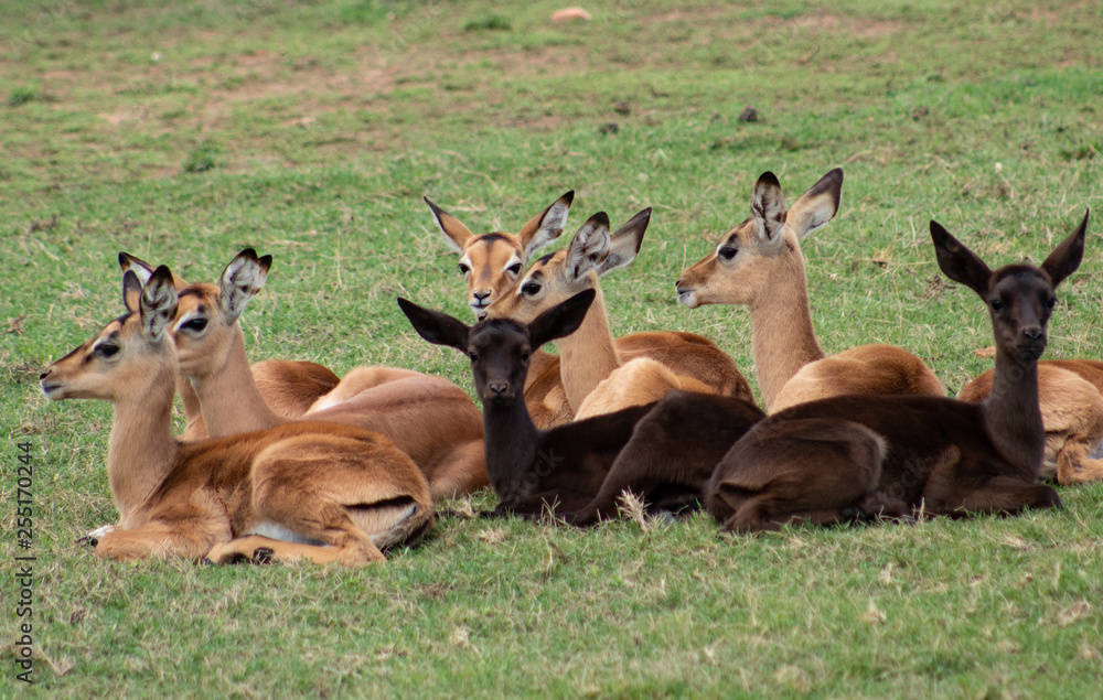 Obraz premium group of springbocks relaxing in the african meadow