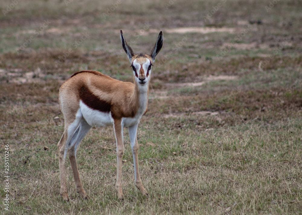 Young springbock foals roaming in the african bush Young springbock foals roaming in the african bush