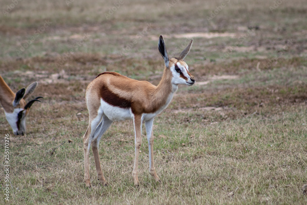 Young springbock foals roaming in the african bush Young springbock foals roaming in the african bush