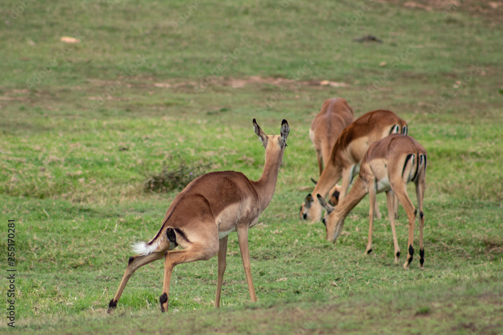 Wild springbock taking a piss in the wilderness
