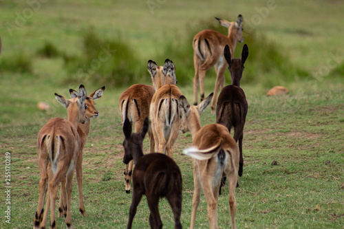 group of springbocks relaxing in the african meadow photo