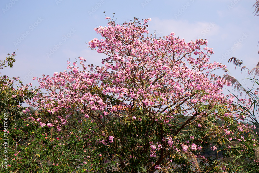 Cherry blossom Tree in Viet Nam