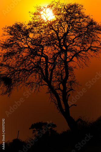 Tree in sunset on bank of Kwando river - Namibia