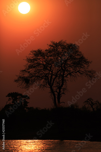 Tree in sunset on bank of Kwando river - Namibia