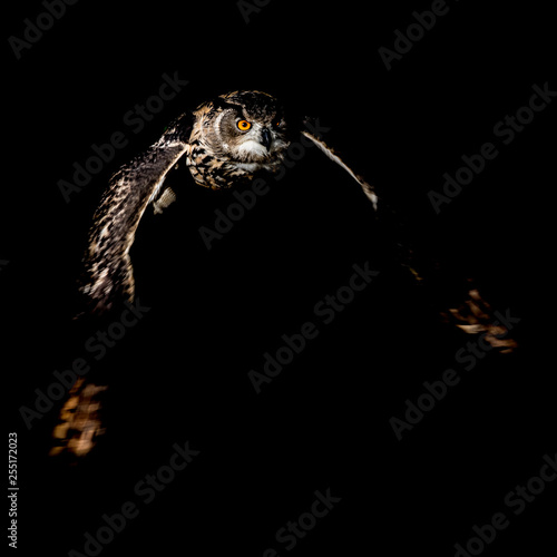 Flying eagle owl in darkness