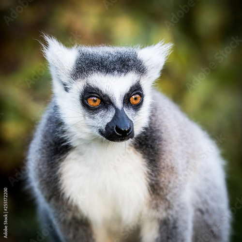 Money (Lemur) staring with his orange eyes