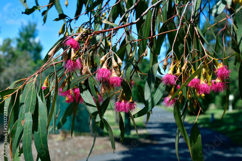 Australia, Victoria, Melbourne, Botany