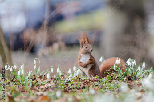 RED SQUIRREL - Small clever red animal in a spring city park photo