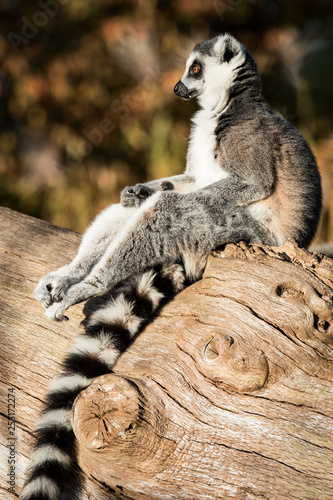 Monkey (lemur) sitting in the sun at a tree 