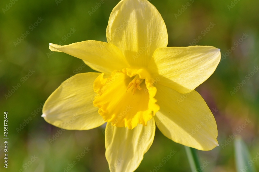yellow daffodil on green background yellow daffodil on green background