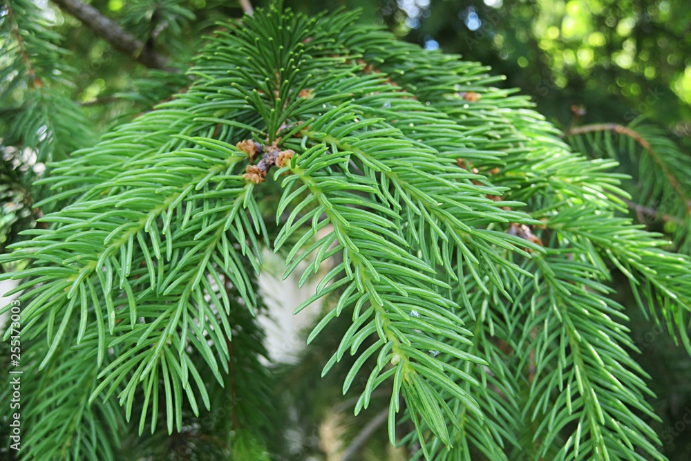 Beautiful green fir tree branches in the forest, closeup Beautiful green fir tree branches in the forest, closeup