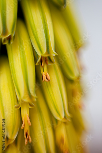  yellow flower detail