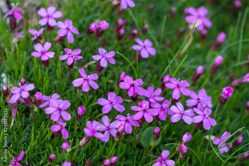 Moss campion in the mountains Moss campion in the mountains