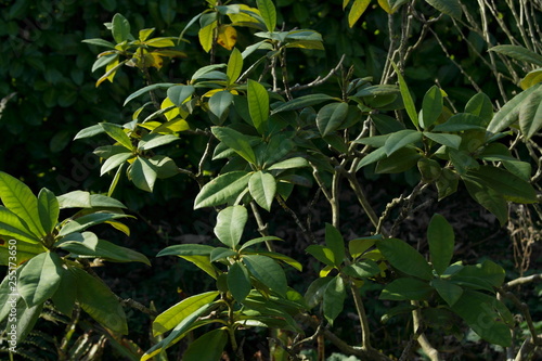 Spring Flowers In The Garden